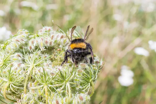 Yaban-arısı bir çiçek üzerinde oturuyor