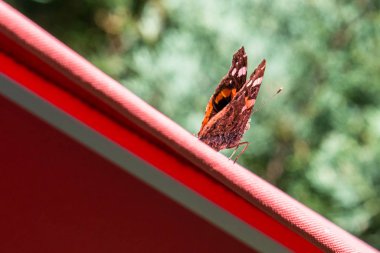 Kırmızı Amiral kelebek kırmızı şemsiye üzerinde