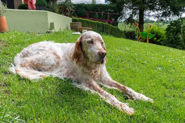 Engelse Setter hond in de brandende zon opleggen van gras — Stockfoto