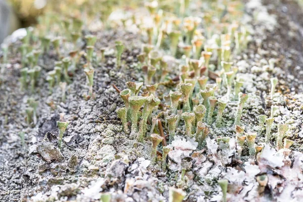 Lote de funil seco em forma de cogumelos em um tronco de árvore — Fotografia de Stock