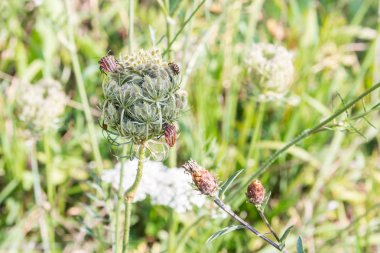 Sonbahar, Swabian alb, Almanya bir çayırda, bir çiçek böcek