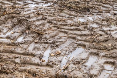 Buruşuk patates bir acre, Bavyera, Almanya