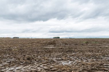 Buruşuk patates bir acre, Bavyera, Almanya