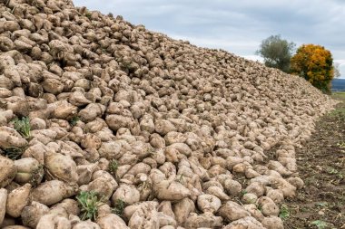 Şeker pancarı bir acre, Bavyera, Almanya üzerinde toplandı