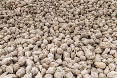 Şeker pancarı bir acre, Bavyera, Almanya üzerinde toplandı