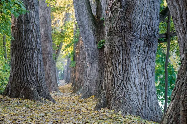 Sprookje wandelpad in een bos in de herfst — Stockfoto