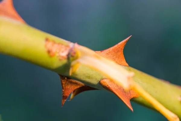 Closeup of the thorn of a rose flower — Stock Photo, Image