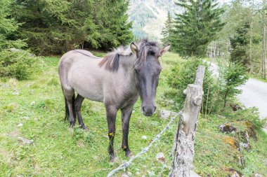 Atlara bir padok, Avusturya