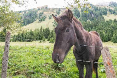 Atlara bir padok, Avusturya