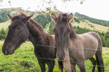 Atlara bir padok, Avusturya