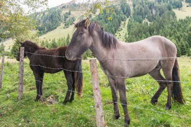 Atlara bir padok, Avusturya