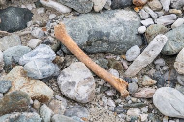 Kemiklere bir dere, Avusturya