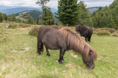 At ve midilli adlı bir padok, Avusturya