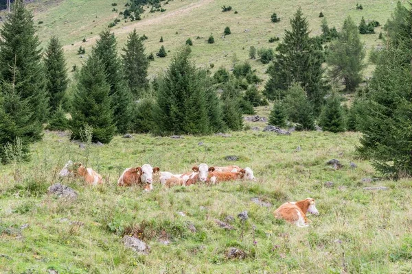 Tehén a Weisspriachtal, a Lungau, Ausztria — Stock Fotó