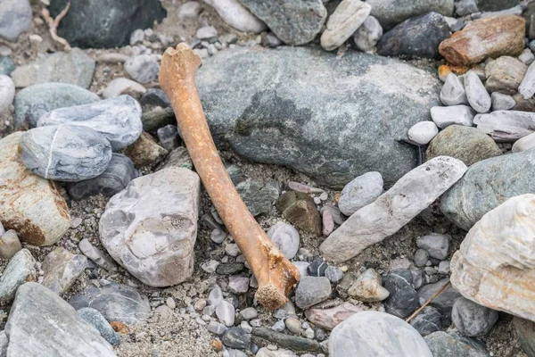 Bones at a creek, Austria — Stock Photo, Image