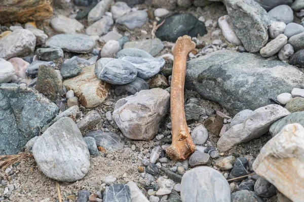Kości w potoku, Austria — Zdjęcie stockowe