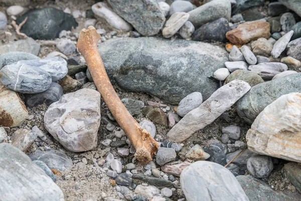 Bones at a creek, Austria — Stock Photo, Image