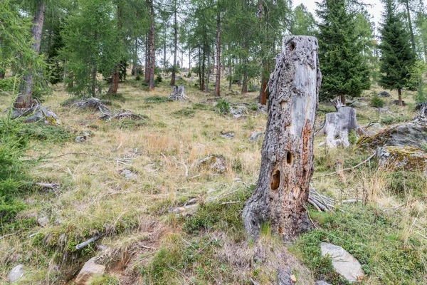 산에서 오래 된 썩은 나무 줄기 — 스톡 사진