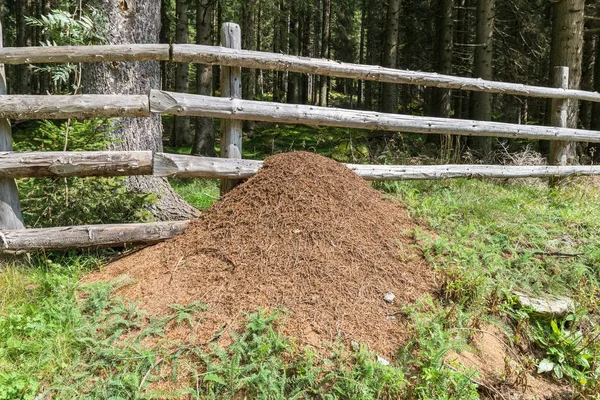 Myrstacken i en skog, Österrike — Stockfoto