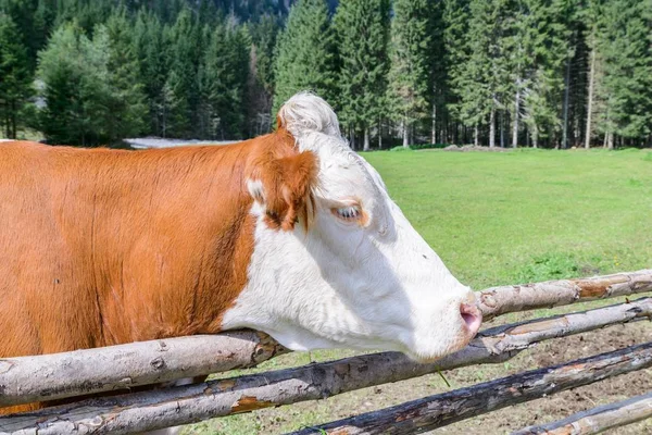 Vaca em um prado na Áustria — Fotografia de Stock