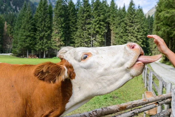 Kuh auf einer Weide in Österreich — Stockfoto
