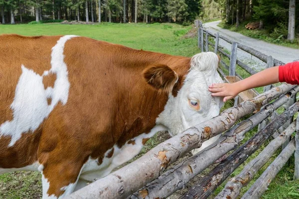 Vaca en un prado en Austria — Foto de Stock