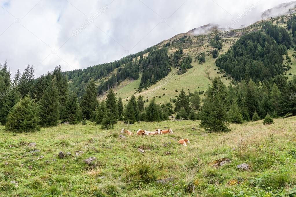 Cow at the Weisspriachtal in Lungau, Austria