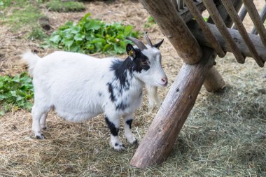Bir cratch önünde küçük keçi