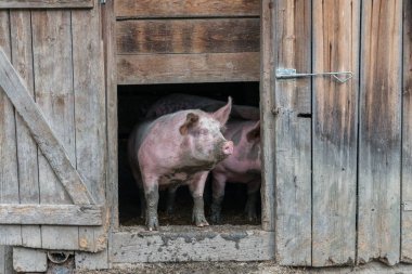 Pig at an old hog house clipart