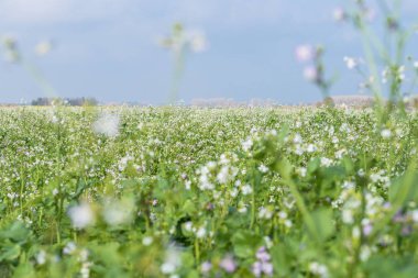 Vahşi charlock hardal kırsal bir alanda çiçek açan