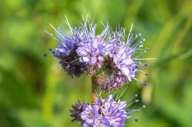 Bir alan üzerinde bir çiçek açan phacelia closeup