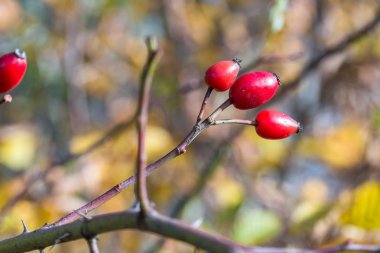 Olgun kırmızı gül belimde bir çalı sonbahar