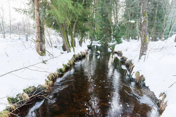 Schwarzach Creek Spiegelau Bavarian Forest Germany — Stock Photo, Image