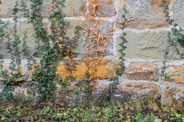 Old Stone Wall Overgrown Common Ivy — Stock Photo, Image