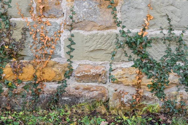 Old Stone Wall Overgrown Common Ivy — Stock Photo, Image