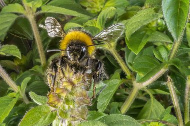 Fesleğen çiçeği üzerinde bir yaban arısı Close-Up