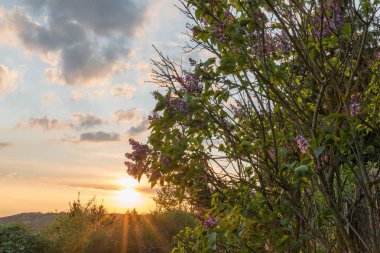 Eflatun Bloom, Almanya ile sonbaharda günbatımı