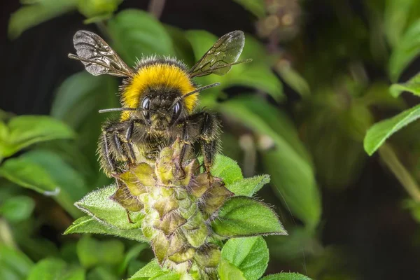 Fesleğen Çiçeği Üzerinde Bir Yaban Arısı Close — Stok fotoğraf