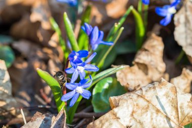 Arı bal toplama üzerinde büyük bir yıldız sümbül uçar