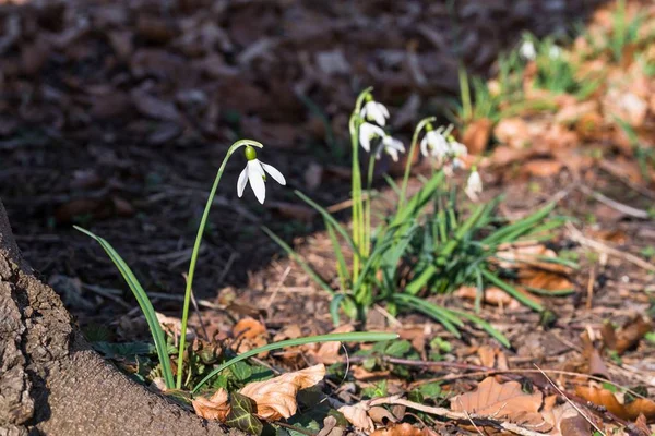 White Flowering Snowdrops Front Tree Sunlight — Stock Photo, Image