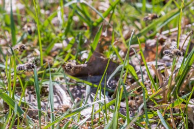 Kadın araştırma Yarışması için arıyorum erkek incelemesi arı