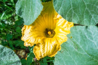 Almanya 'da, bir bahçede arılarla birlikte kabak çiçeği açan sarı çiçeğe yakın plan.