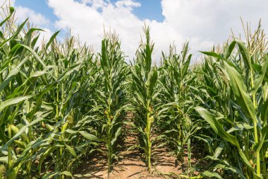 Güzel bir yaz gününde mısır tarlası Bulutlar ve mavi gökyüzü, Almanya