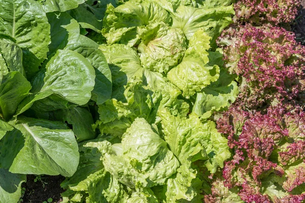 Different leaf salads in a vegetable patch, Germany