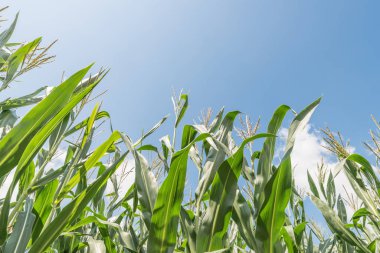 Güzel bir yaz gününde mısır tarlası Bulutlar ve mavi gökyüzü, Almanya