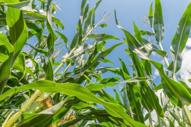 Güzel bir yaz gününde mısır tarlası Bulutlar ve mavi gökyüzü, Almanya