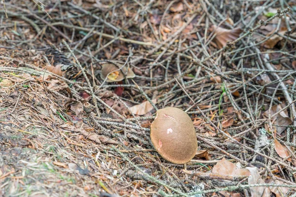 Red Footed Boletus Mushroom Xerocomus Chrysenteron Bavarian Forest Germany — 스톡 사진