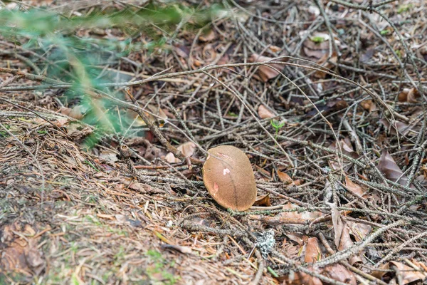 Seta Boletus Patas Rojas Xerocomus Chrysenteron Bosque Baviera Alemania — Foto de Stock