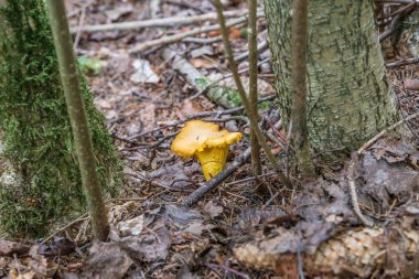 Sarı Chanterelle (Cantharellus cibarius), Almanya 'da iki ağaç arasında bulunan ormanda bulunur.