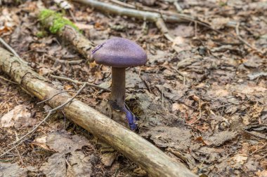 Almanya 'nın yapraklarından yetişen bir ormanda mor peçe mantarı (Cortinarius violaceus) yetişir.